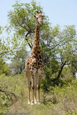 Giraffe (7 von 94).jpg